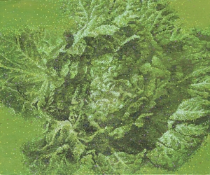 Accumulation-Cabbage 13-12